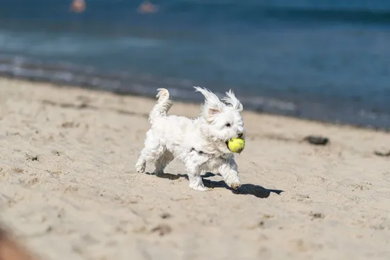 A dog playing with a ball on the beach