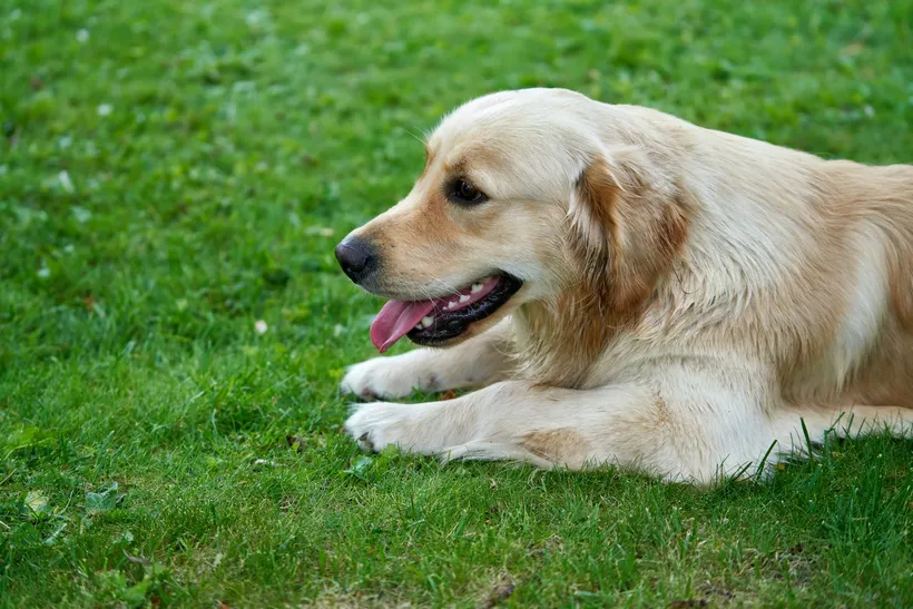A golden retriever relaxing in the grass