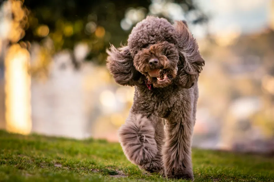 A poodle bounding across a field on holiday